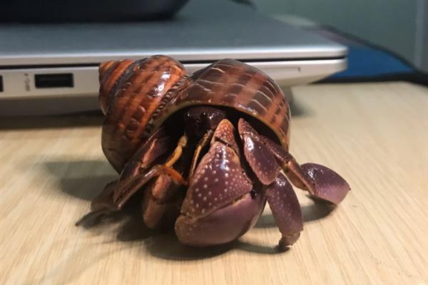 寄居蟹没有壳子能不能活，通常非常难存活