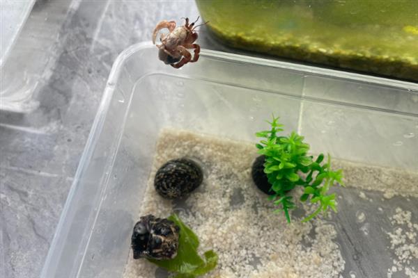 寄居蟹没有壳子能不能活，通常非常难存活
