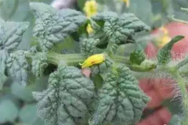 作物发生药害能不能恢复生长，情况严重时只能重新种植