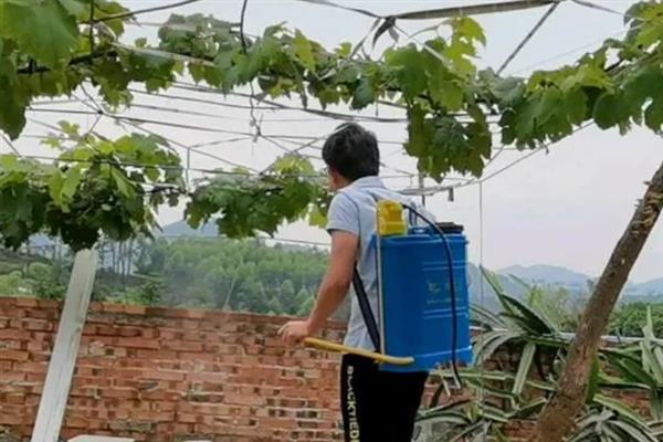 作物发生药害能不能恢复生长，情况严重时只能重新种植