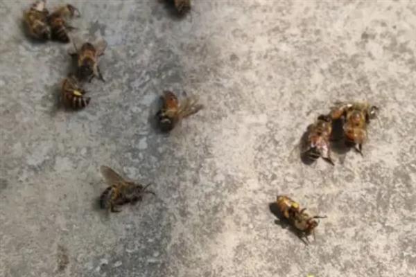 蜜蜂农药中毒有什么症状，有机磷农药中毒会出现身体湿润、腹部膨大等情况