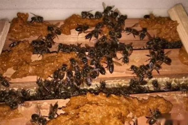 蜜蜂农药中毒有什么症状，有机磷农药中毒会出现身体湿润、腹部膨大等情况