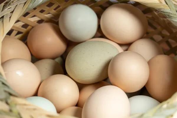 土鸡蛋和普通鸡蛋有什么区别，前者壳厚且硬、后者壳薄且脆