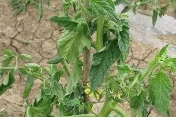 作物发生药害能不能恢复生长，情况严重时只能重新种植