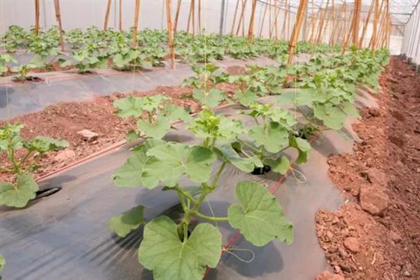 香瓜的种植方法，种子要浸泡半天再播种