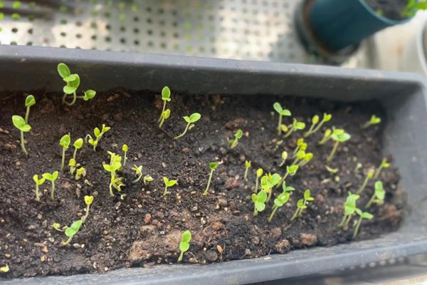 香瓜的种植方法，种子要浸泡半天再播种