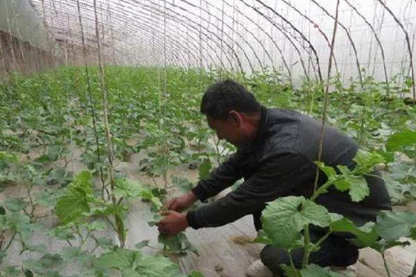 香瓜的种植方法，种子要浸泡半天再播种