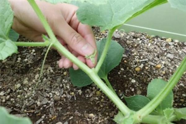 香瓜的种植方法，种子要浸泡半天再播种