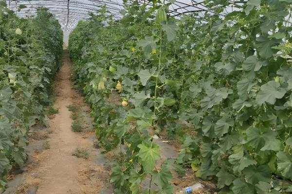 香瓜的种植方法，种子要浸泡半天再播种