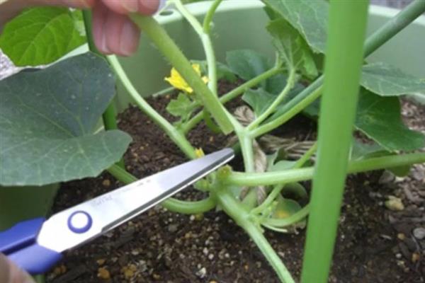 香瓜的种植方法，种子要浸泡半天再播种