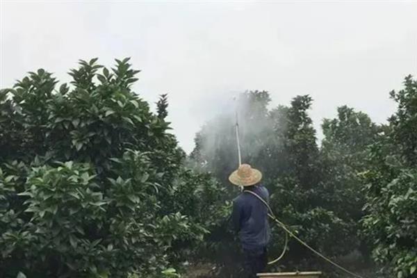 柑橘油斑病怎么防治，下雨天、露水未干时不能采收果实