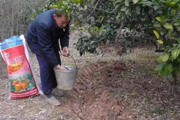柑橘油斑病怎么防治，下雨天、露水未干时不能采收果实