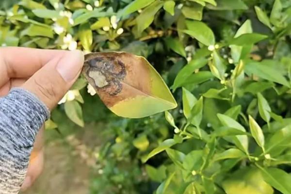 柑橘油斑病怎么防治，下雨天、露水未干时不能采收果实