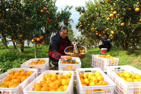 柑橘油斑病怎么防治，下雨天、露水未干时不能采收果实