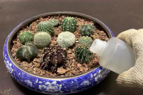 仙人球的闷养技巧，先要准备一个密闭的容器