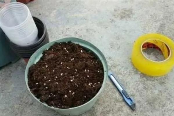 仙人球的闷养技巧，先要准备一个密闭的容器