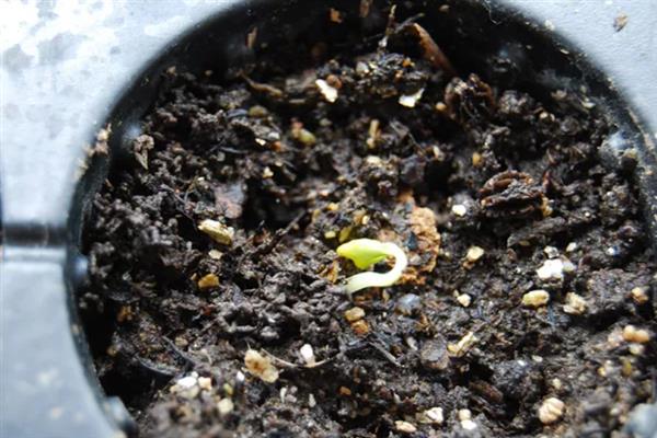 木瓜籽的盆栽方法，浸种后均匀撒播并覆盖薄土