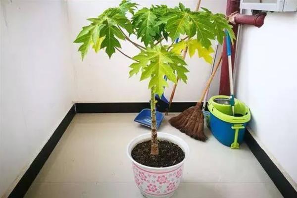 木瓜籽的盆栽方法，浸种后均匀撒播并覆盖薄土
