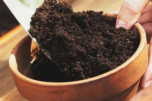 木瓜籽的盆栽方法，浸种后均匀撒播并覆盖薄土