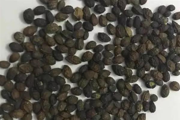 木瓜籽的盆栽方法，浸种后均匀撒播并覆盖薄土