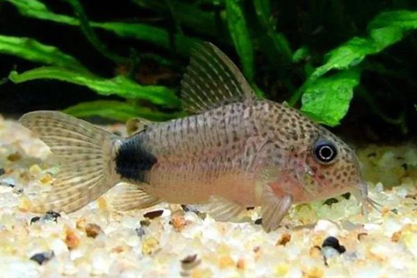 鼠鱼会跳缸吗，一般情况下是不会跳缸的