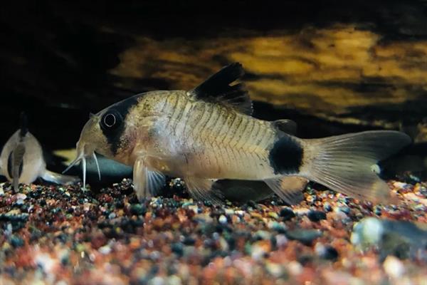 鼠鱼会跳缸吗，一般情况下是不会跳缸的