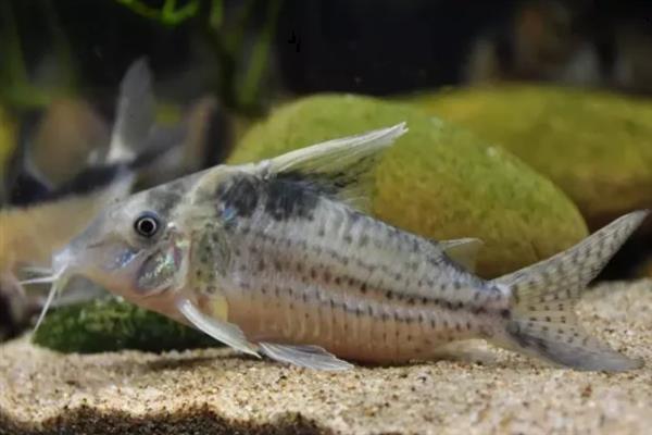 鼠鱼会跳缸吗，一般情况下是不会跳缸的