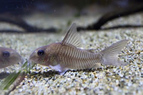 鼠鱼会跳缸吗，一般情况下是不会跳缸的