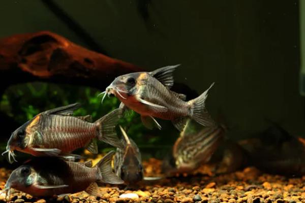 鼠鱼会跳缸吗，一般情况下是不会跳缸的