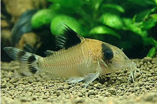 鼠鱼会跳缸吗，一般情况下是不会跳缸的