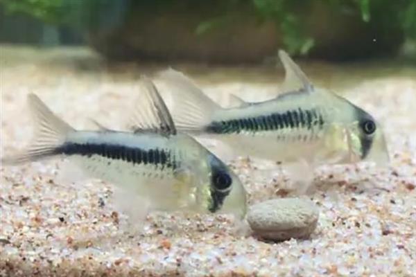 鼠鱼会跳缸吗，一般情况下是不会跳缸的