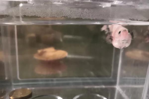 热带鱼腹水的治疗方法，用盐水浸泡有助于康复