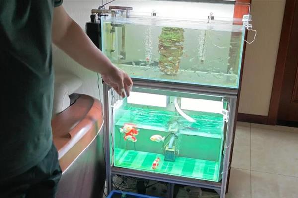 热带鱼腹水的治疗方法，用盐水浸泡有助于康复
