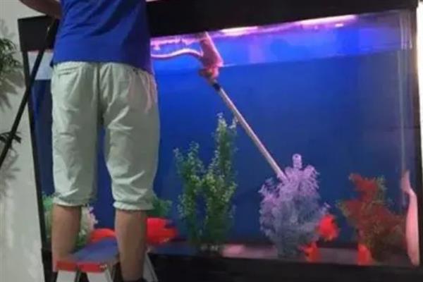 热带鱼腹水的治疗方法，用盐水浸泡有助于康复