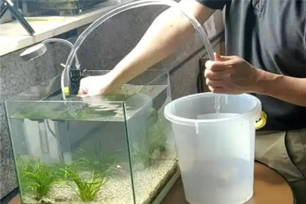 热带鱼腹水的治疗方法，用盐水浸泡有助于康复