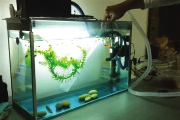 热带鱼腹水的治疗方法，用盐水浸泡有助于康复