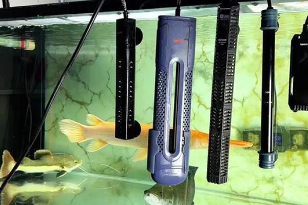 热带鱼腹水的治疗方法，用盐水浸泡有助于康复