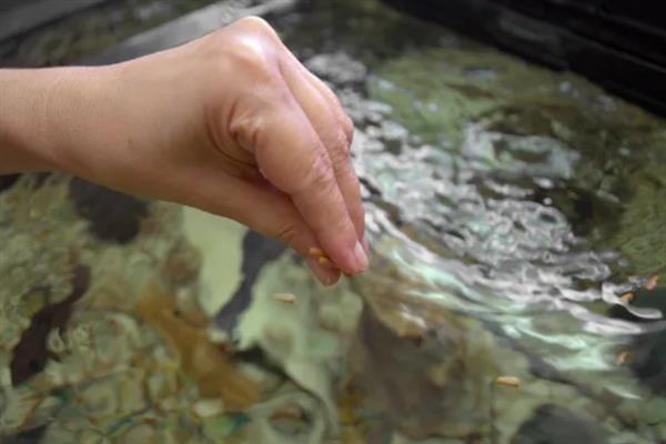 热带鱼腹水的治疗方法，用盐水浸泡有助于康复