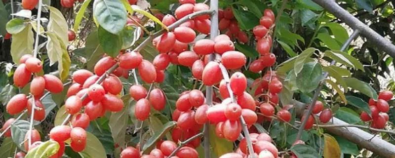 胡颓子的果实能不能吃，既能食用又可以观赏、加工