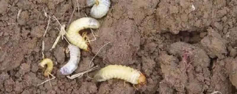 花生虫害类型，常见蛴螬、棉铃虫、蚜虫等害虫