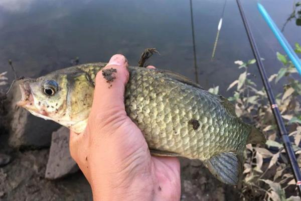 秋冬季节钓鲫鱼用什么饵料,选择腥味饵料更容易吸引鲫鱼