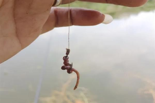 秋冬季节钓鲫鱼用什么饵料,选择腥味饵料更容易吸引鲫鱼