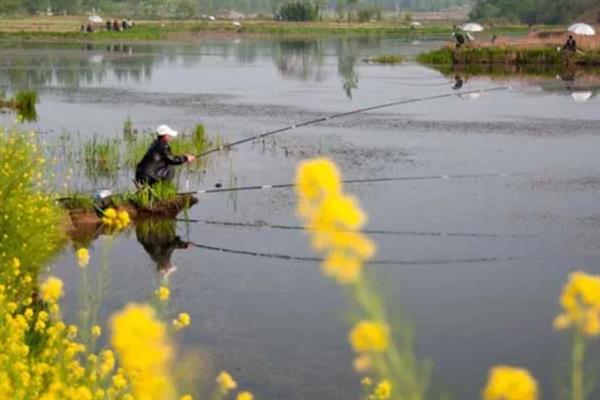 秋冬季节钓鲫鱼用什么饵料,选择腥味饵料更容易吸引鲫鱼