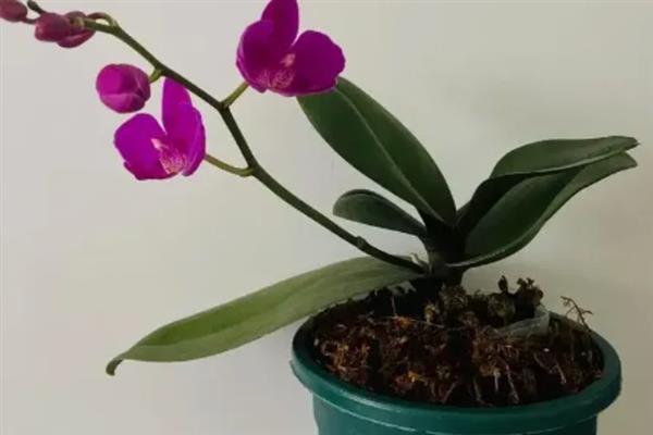 给蝴蝶兰配土的方法，可向土壤中添加木屑、树皮、花生壳等材料