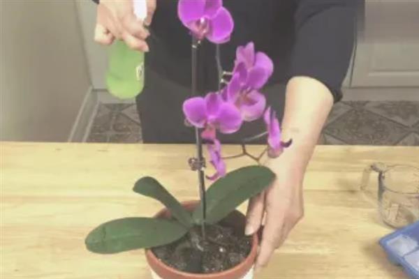 给蝴蝶兰配土的方法，可向土壤中添加木屑、树皮、花生壳等材料