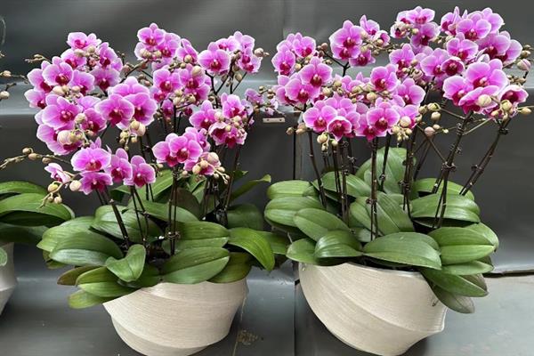 给蝴蝶兰配土的方法，可向土壤中添加木屑、树皮、花生壳等材料