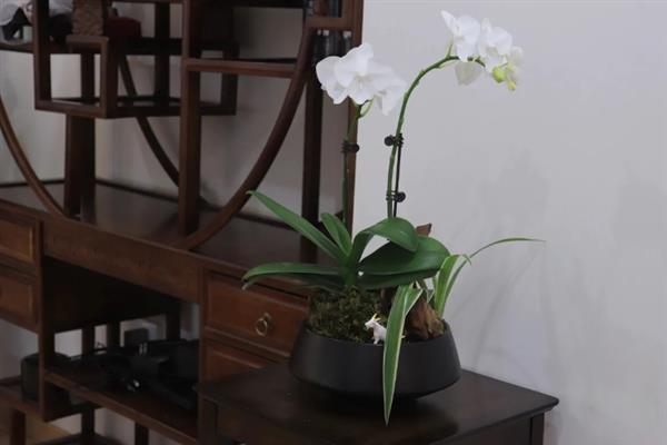 给蝴蝶兰配土的方法，可向土壤中添加木屑、树皮、花生壳等材料