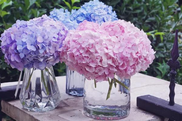 绣球花怎么醒花，需选择容积较大的木桶作为容器