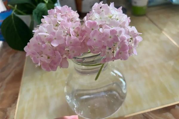 绣球花怎么醒花，需选择容积较大的木桶作为容器