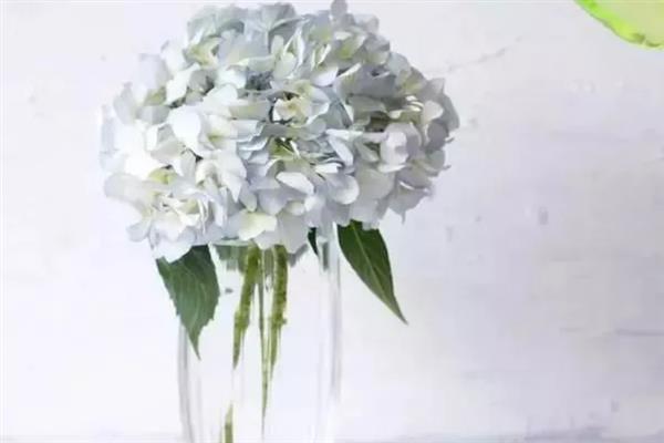 绣球花怎么醒花，需选择容积较大的木桶作为容器